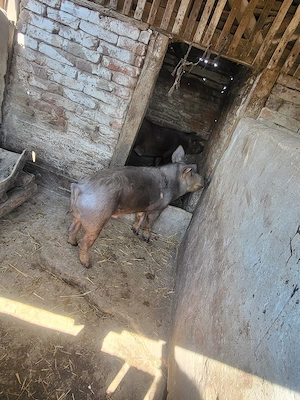 purcei si soldani de vanzare - imagine 5