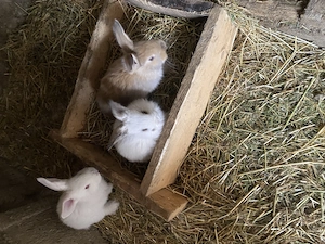 Iepurași de vânzare metis 