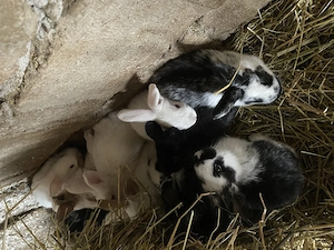 Iepurași de vânzare metis  - imagine 2