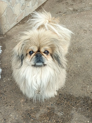 Mascul de 2 ani și jumatate - imagine 3