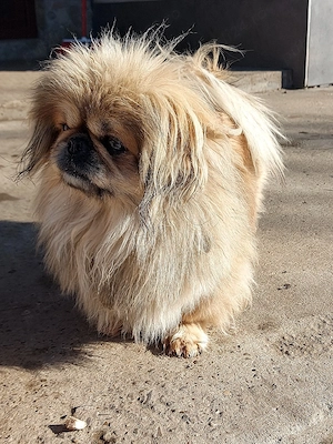 Mascul de 2 ani și jumatate - imagine 5