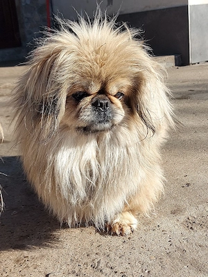 Mascul de 2 ani și jumatate - imagine 4