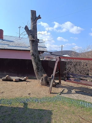 Trunchi Nuc pentru cherestea și lemn de foc nuc