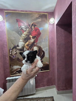 Yorkshire terrier biewer  - imagine 2