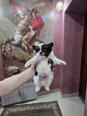 Yorkshire terrier biewer  - imagine 4