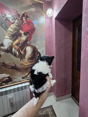 Yorkshire terrier biewer  - imagine 3