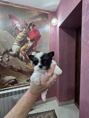 Yorkshire terrier biewer 