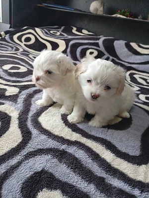 Vând bichoni havanezi mini toy - imagine 3