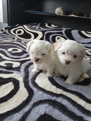 Vând bichoni havanezi mini toy - imagine 4