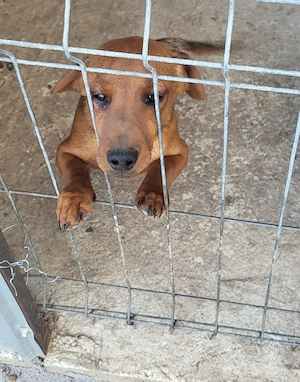 Vând cățel rasă teckel(dachshund)