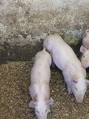 Purcei de 9 săptămâni  - imagine 5