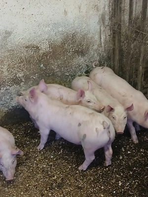 Purcei de 9 săptămâni  - imagine 3