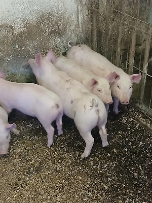 Purcei de 9 săptămâni  - imagine 4