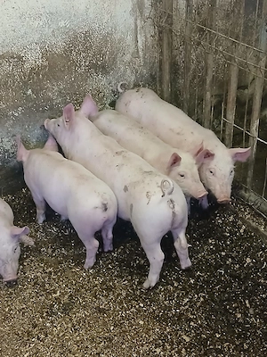 Purcei de 9 săptămâni 