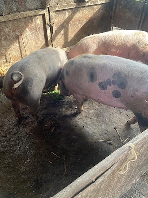 Porci de 100 kilograme - imagine 2