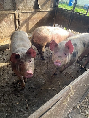 Porci de 100 kilograme