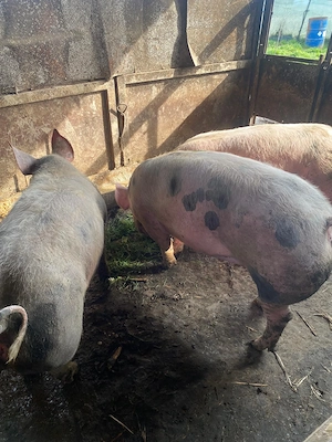 Porci de 100 kilograme - imagine 3