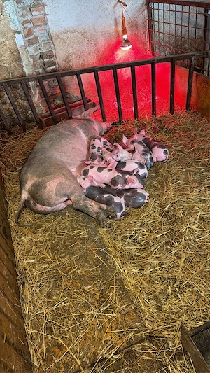 Purcei Pietrain Belgian