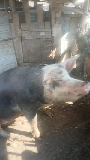 Vând scroafa de sacrificat sau de montat  - imagine 2