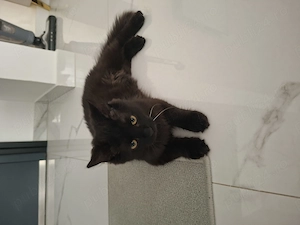 Vând puiuț Maine Coon - imagine 2