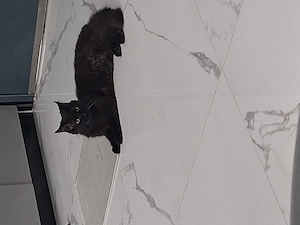 Vând puiuț Maine Coon - imagine 3