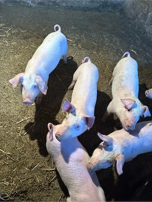 Vand purcei de rasa - imagine 3