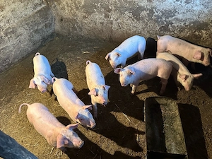 Vand purcei de rasa - imagine 2