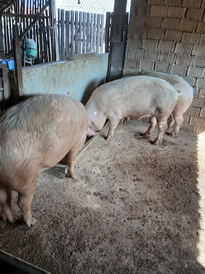 Porci de vânzare  - imagine 3