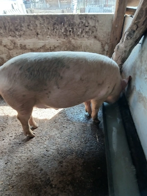 Porci de vânzare  - imagine 2