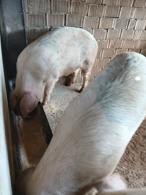 Porci de vânzare  - imagine 4