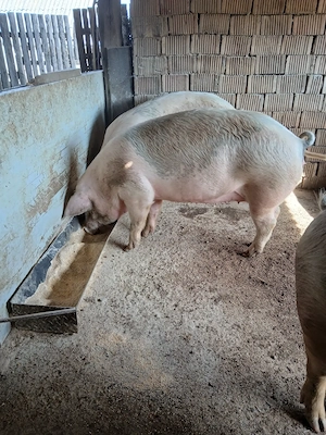 Porci de vânzare 