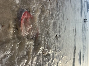 Casa de inchiriat proaspat renovata - imagine 4