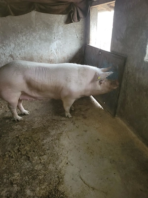 Disponibilă  - imagine 3