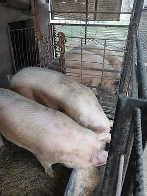 Vând porci Beclean - imagine 2