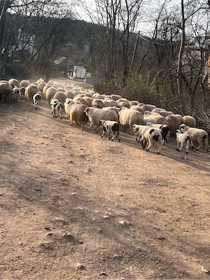 vand oi!!! - imagine 4