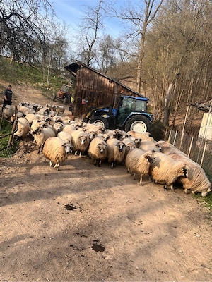 vand oi!!! - imagine 3