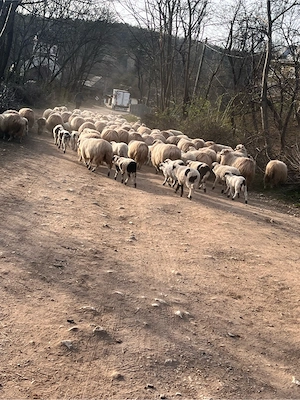 vand oi!!! - imagine 2