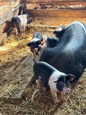 purcei basna  - imagine 2