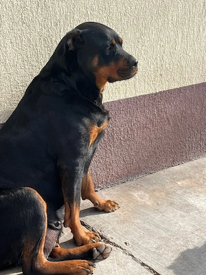 Catei rottweiler balnzi si dornici sa isi gaseasca o noua familie - imagine 3
