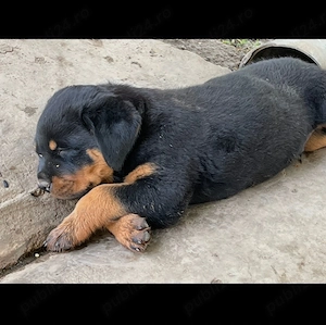 Catei rottweiler balnzi si dornici sa isi gaseasca o noua familie