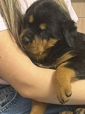 Catei rottweiler balnzi si dornici sa isi gaseasca o noua familie - imagine 4