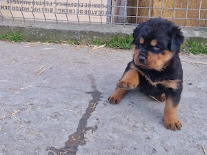 Catei rottweiler balnzi si dornici sa isi gaseasca o noua familie - imagine 2