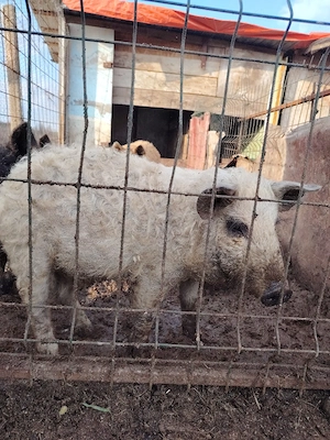 Mistret cu mangalita.  - imagine 3