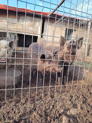 Mistret cu mangalita.  - imagine 4