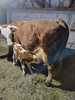 Vând vacă Bălțată Românească