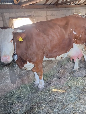 Vând vacă Bălțată Românească - imagine 3