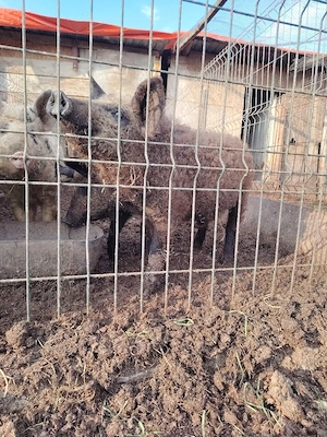 Mistret cu mangalita.  - imagine 5