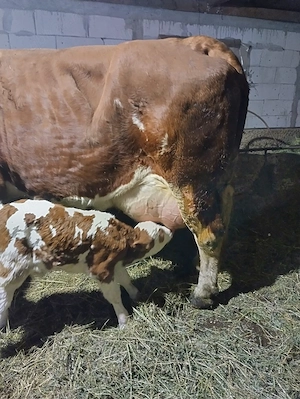 Vând vacă Bălțată Românească - imagine 4