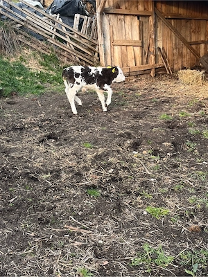 vand vitel - imagine 2