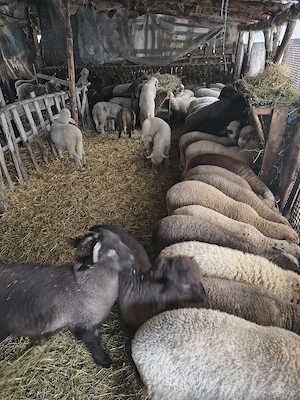 vând miei  - imagine 2